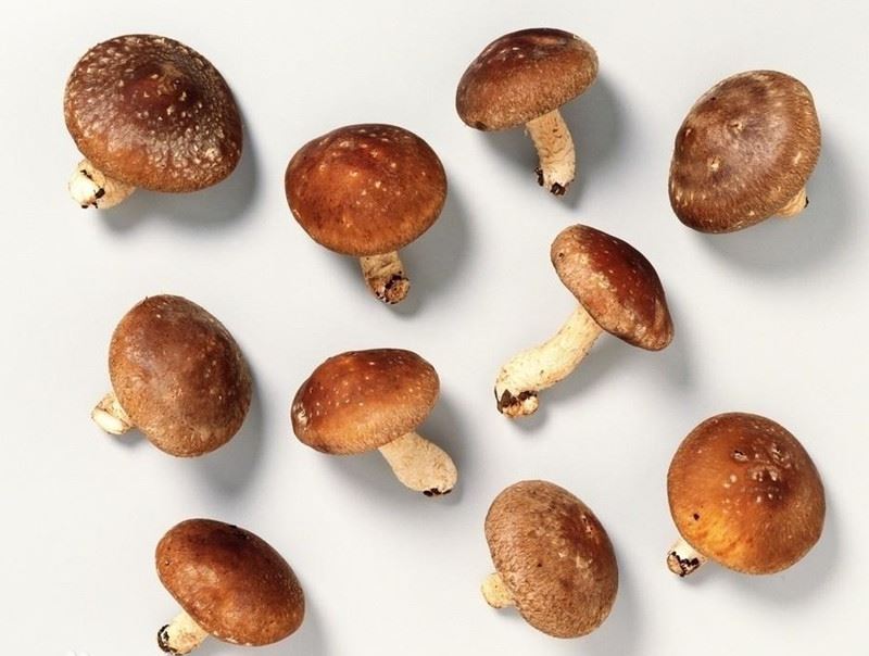 shiitake extract benefits shiitake extract benefits