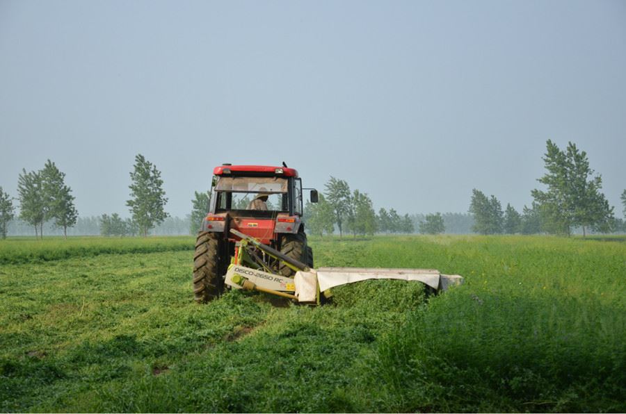 organic alfalfa leaf