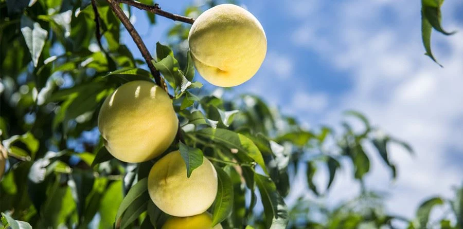 yellow peach fruit extract powder